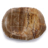 Brown Petrified Wood Soap Dish - Soak Sanctuary Accessories